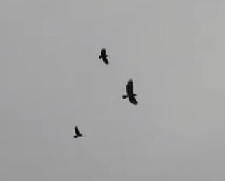 Aquila indet.  - Alessandra Fontenla