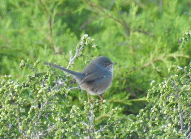 Fauvette pitchou  - Alessandra Fontenla