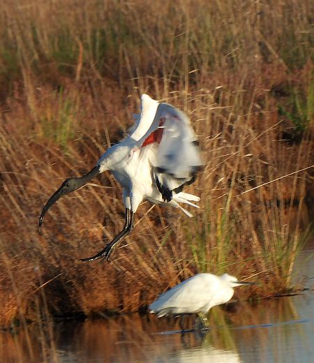 Ibis sacro  - Francesco Scarton