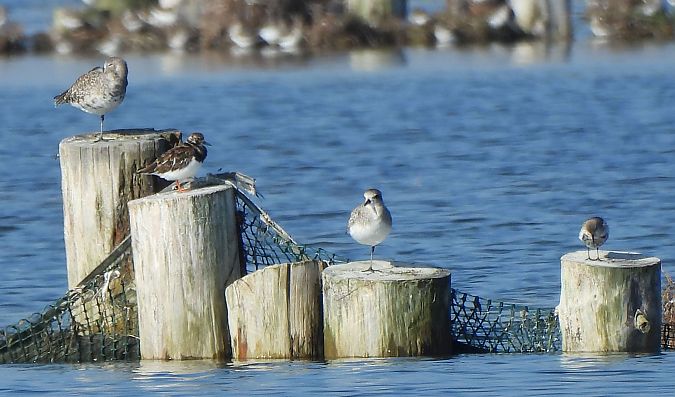 Voltapietre  - Francesco Scarton