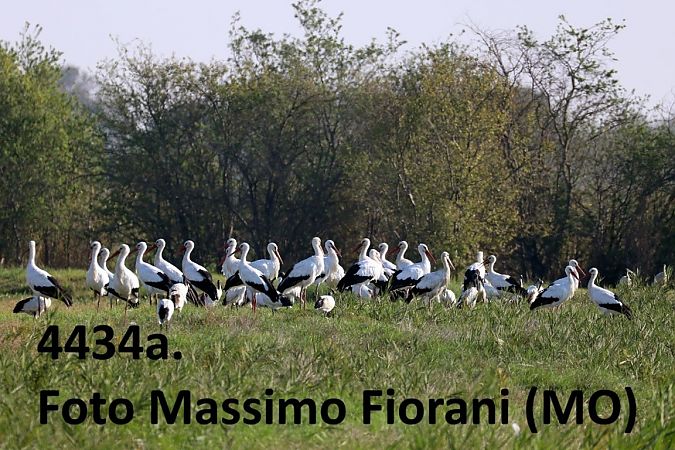 Cicogna bianca  - Giorgio Leoni