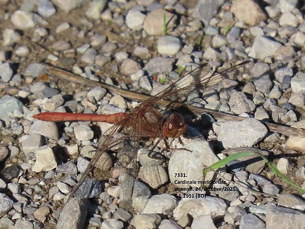 Sympetrum meridionale  - Giorgio Leoni