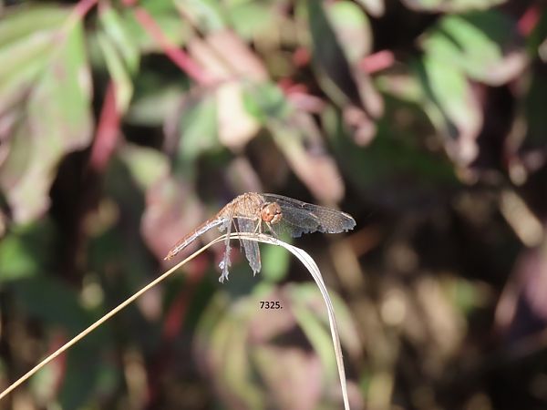 Sympetrum meridionale  - Giorgio Leoni