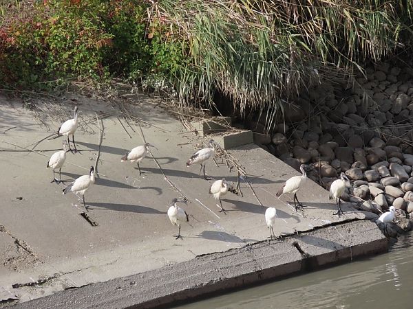 Ibis sacro  - Giorgio Leoni