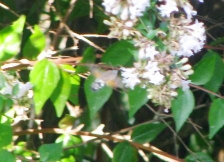 Macroglossum stellatarum  - Fabio Simonazzi