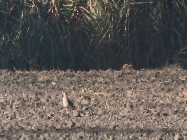 Pavoncella gregaria  - Lorenzo Pini