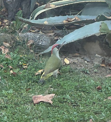 Picchio verde  - Walkerdine Susan