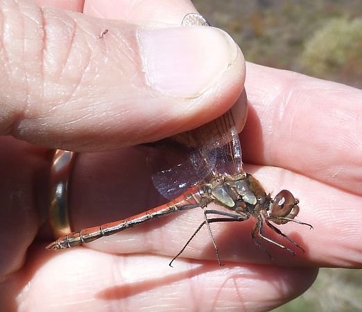 Sympetrum striolatum  - Nicola Pilon
