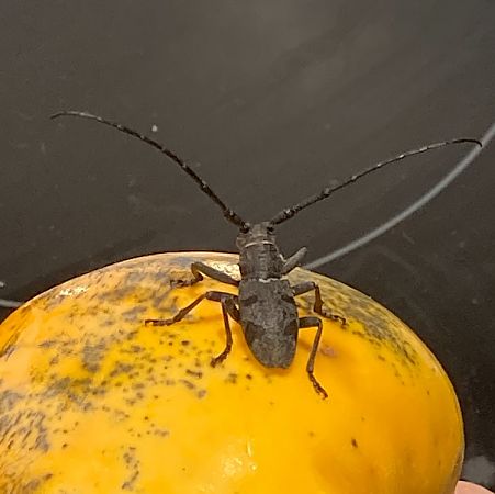 Morimus asper funereus  - Federico Pino