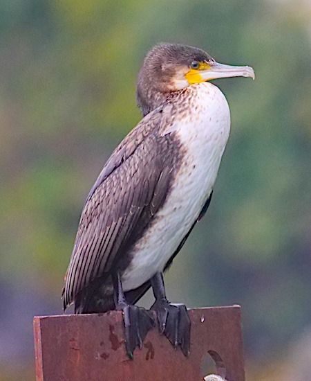 Cormorano  - Angelo Pasqua