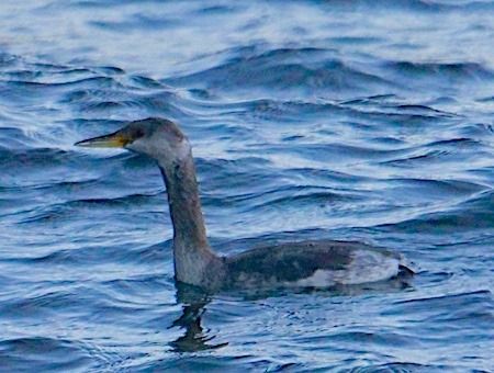 Svasso collorosso  - Angelo Pasqua