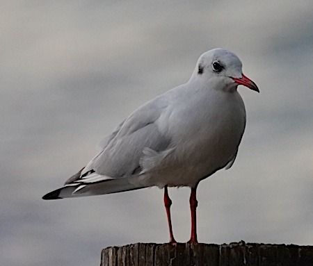 Gabbiano comune  - Angelo Pasqua