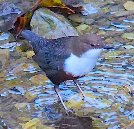 Merlo acquaiolo  - Angelo Pasqua