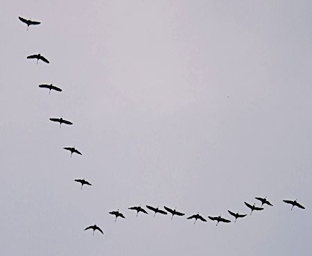 Gru  - Angelo Pasqua