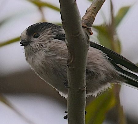 Codibugnolo  - Angelo Pasqua