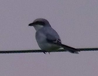 Pie-grièche grise  - Angelo Pasqua