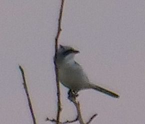 Averla maggiore  - Angelo Pasqua