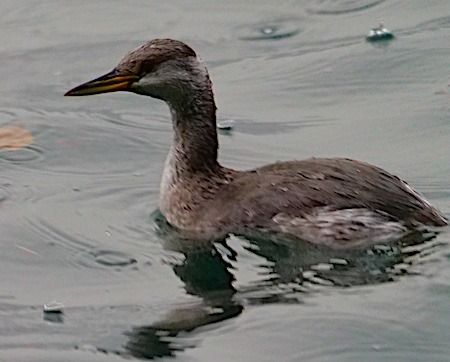 Svasso collorosso  - Angelo Pasqua