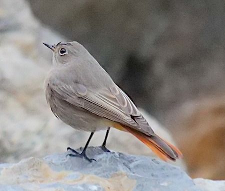 Codirosso spazzacamino  - Angelo Pasqua