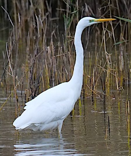 Silberreiher  - Angelo Pasqua