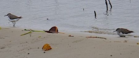 Common Sandpiper  - Angelo Pasqua