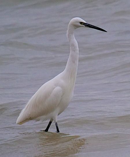Garzetta  - Angelo Pasqua