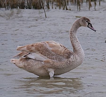 Cigno reale  - Angelo Pasqua