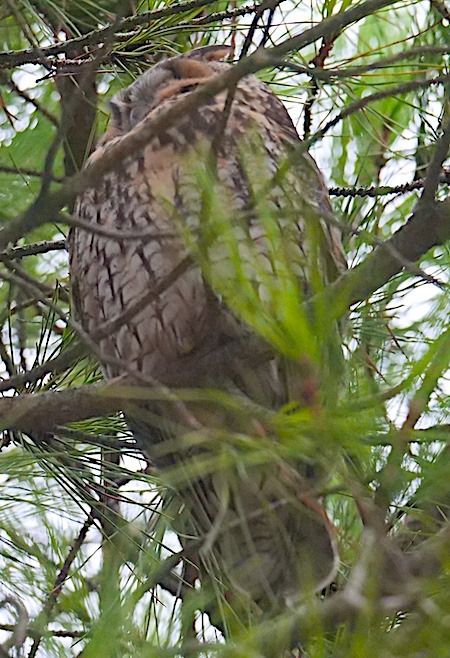 Waldohreule  - Angelo Pasqua