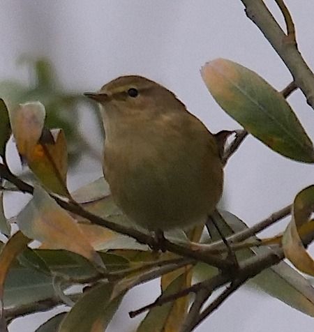 Zilpzalp  - Angelo Pasqua