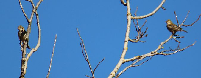 Pispola  - Roberto Boscaini