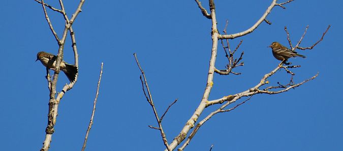 Pispola  - Roberto Boscaini