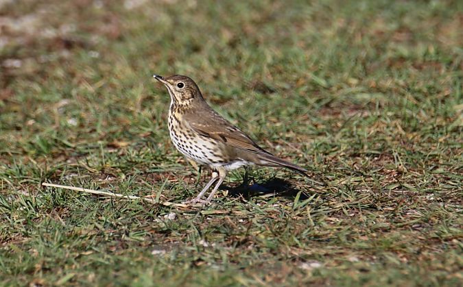 Tordo bottaccio  - Roberto Boscaini