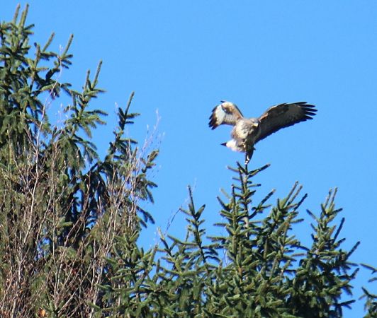 Poiana  - Roberto Boscaini
