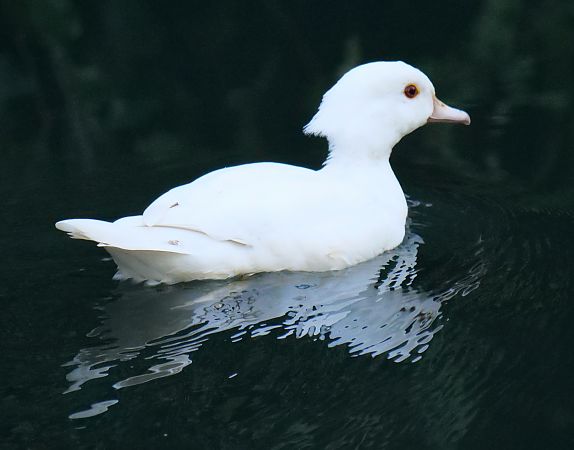 Anatra sposa  - Paolo Ricci