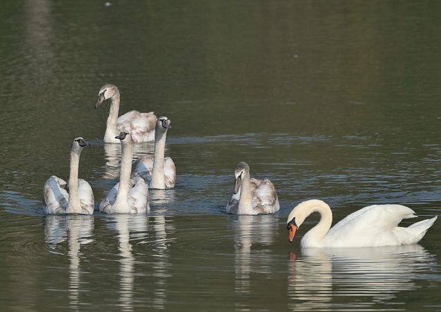 Cigno reale  - Luigi Gennari