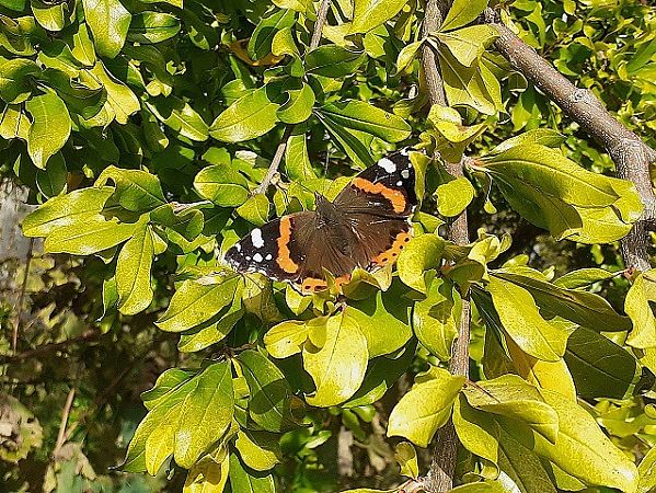 Vanessa atalanta  - Paolo Bonini