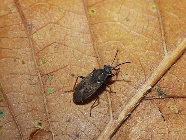 Peritrechus gracilicornis  - Mirko Tomasi