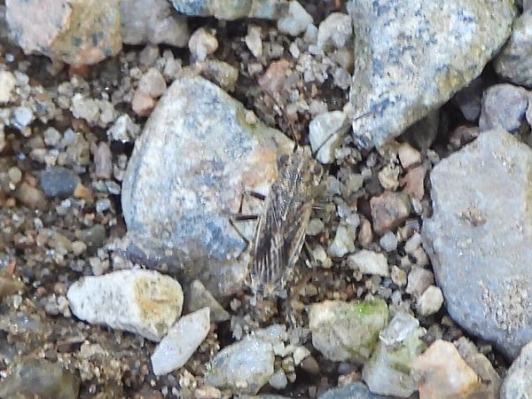 Ortholomus punctipennis  - Mirko Tomasi