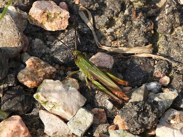 Chorthippus dorsatus dorsatus  - Mirko Tomasi