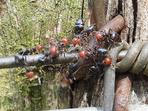 Crematogaster scutellaris  - Mirko Tomasi