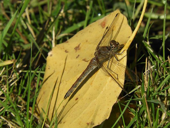 Sympetrum striolatum  - Maria Rita Gelso