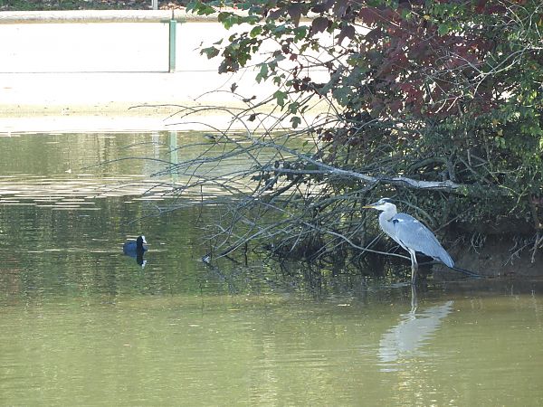 Airone cenerino  - Maria Rita Gelso