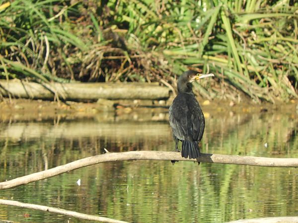 Cormorano  - Maria Rita Gelso
