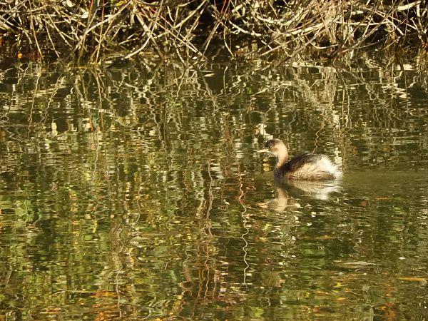 Tuffetto  - Maria Rita Gelso