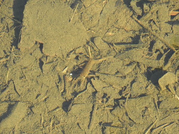 Gambero rosso della Louisiana  - Maria Rita Gelso