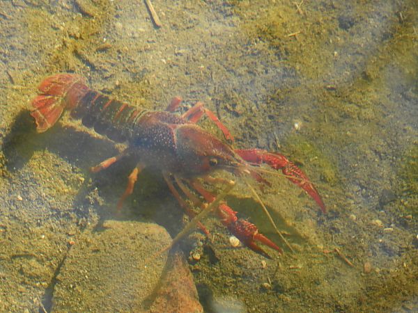 Gambero rosso della Louisiana  - Maria Rita Gelso