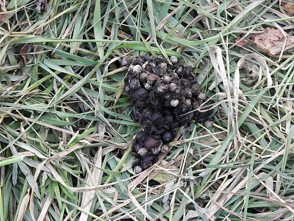 Volpe  - Maria Rita Gelso