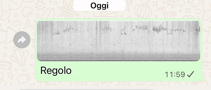 Regolo  - Maria Rita Gelso