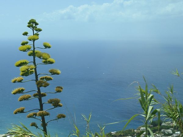Agave americana  - Maria Rita Gelso