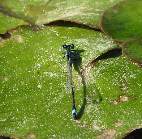 Ischnura elegans  - Giampaolo Scanelli